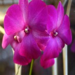 Dendrobium Classic Gem X Bush Fancy